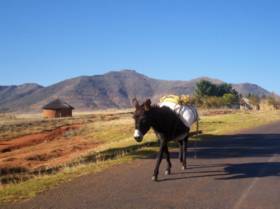 donkey